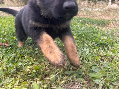IKC Registered German Shepherd puppies in Wexford - Czechoslovakian & Champion Pedigree