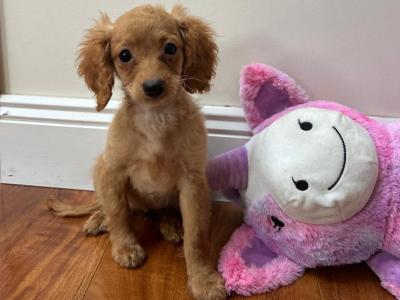 Cavapoo puppies in Wexford