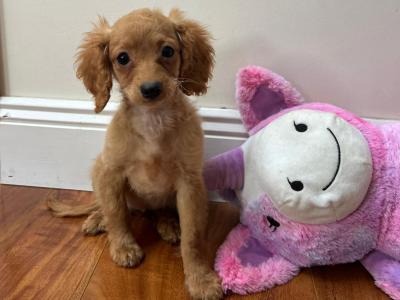 Cavapoo puppies in Wexford