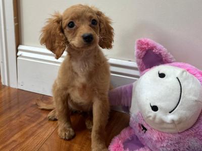 One gorgeous female Cavapoo puppy left in Wexford 🐾🐶😍