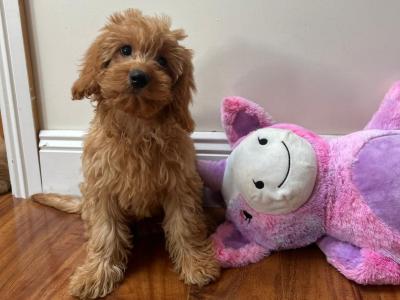 Beautiful Cavapoo puppies 🐾🐶 in Wexford
