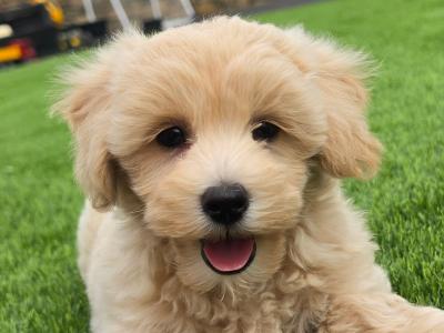Maltipoo puppies in Limerick