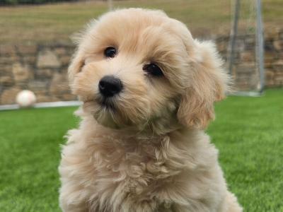 Maltipoo puppies in Limerick