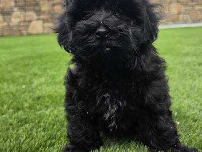 Maltipoo puppies in Limerick