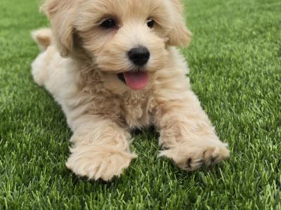 Maltipoo puppies in Limerick