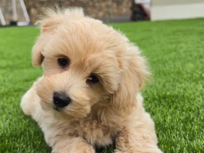 Maltipoo puppies in Limerick