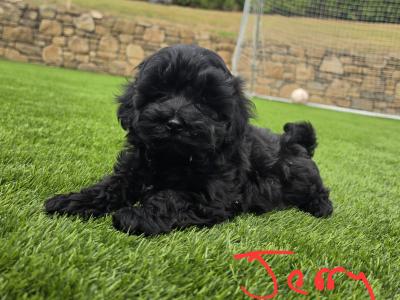 Maltipoo puppies in Limerick