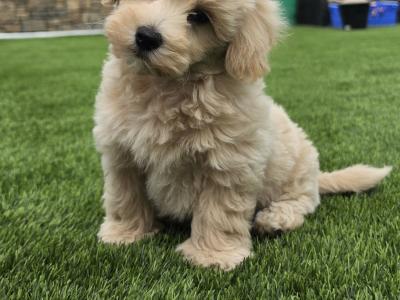 Maltipoo puppies in Limerick