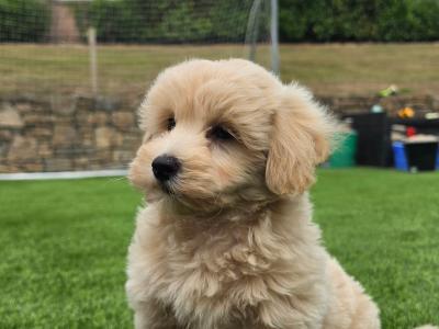 Maltipoo puppies in Limerick