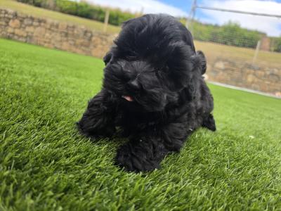 Maltipoo puppies in Limerick