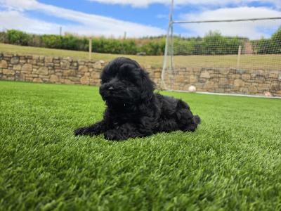 Maltipoo puppies in Limerick