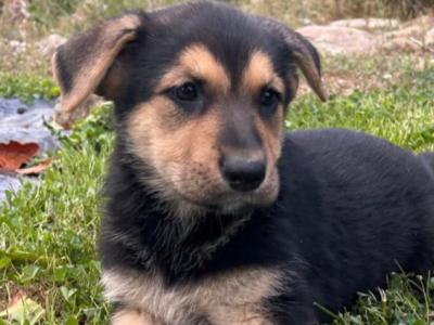 Beautiful German Shepherd x Labrador puppies – Loyal, Smart & Family-friendly