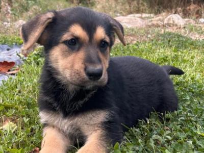 Beautiful German Shepherd x Labrador puppies in Wexford – Loyal, Smart & Family-friendly