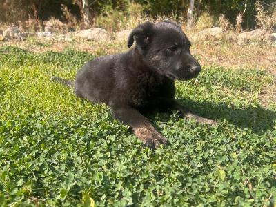 Beautiful German Shepherd x Labrador puppies – Loyal, Smart & Family-friendly