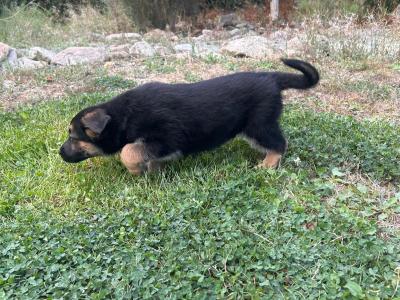 Beautiful German Shepherd x Labrador puppies – Loyal, Smart & Family-friendly