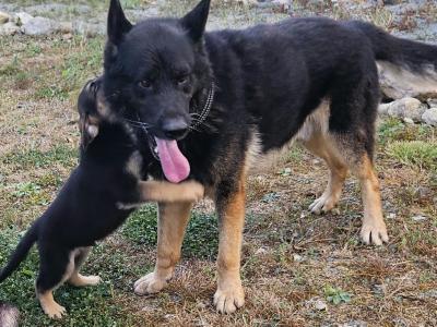 Beautiful German Shepherd x Labrador puppies – Loyal, Smart & Family-friendly