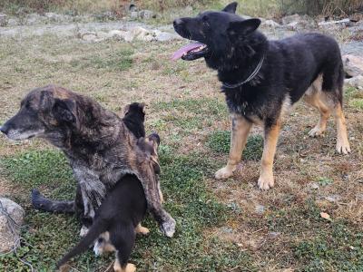 Beautiful German Shepherd x Labrador puppies – Loyal, Smart & Family-friendly
