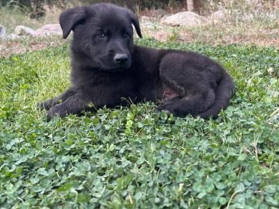 Beautiful German Shepherd x Labrador puppies – Loyal, Smart & Family-friendly
