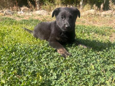 Beautiful German Shepherd x Labrador puppies – Loyal, Smart & Family-friendly
