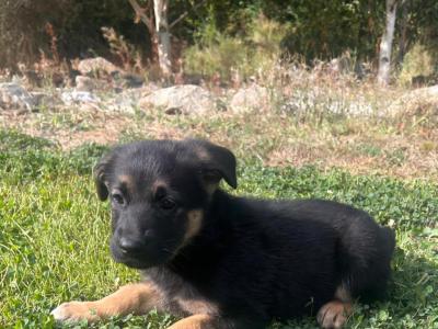 Beautiful German Shepherd x Labrador puppies – Loyal, Smart & Family-friendly