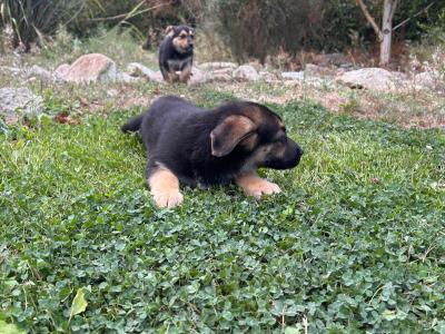 Beautiful German Shepherd x Labrador puppies – Loyal, Smart & Family-friendly