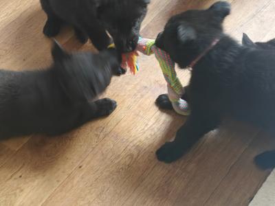 Black Short Coat IKC Registered German Shepherd puppies in Kerry