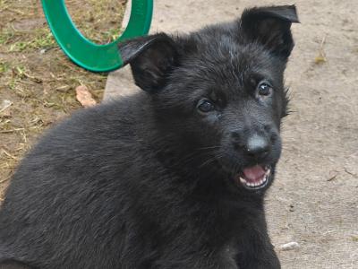 Black Short Coat IKC Registered German Shepherd puppies in Kerry