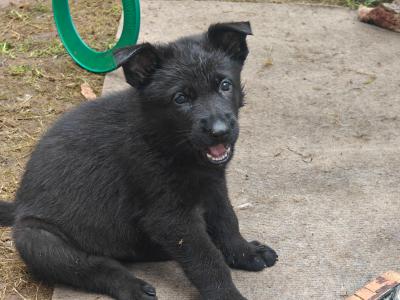 Black Short Coat IKC Registered German Shepherd puppies in Kerry