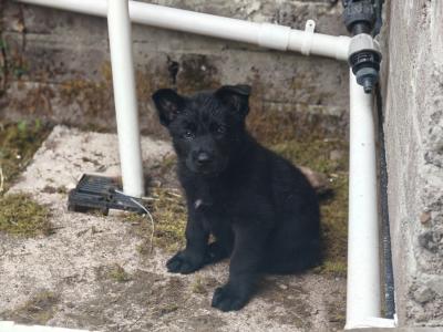 Black Short Coat IKC Registered German Shepherd puppies in Kerry