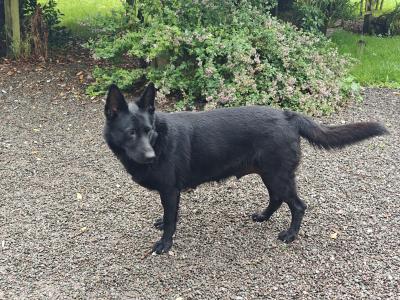 Black Short Coat IKC Registered German Shepherd puppies in Kerry