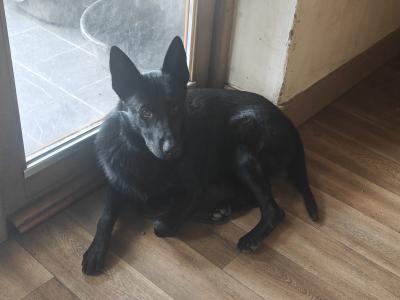 Black Short Coat IKC Registered German Shepherd puppies in Kerry