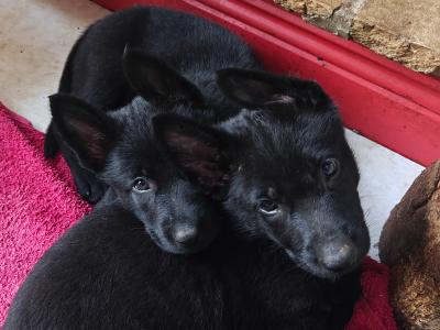 Black Short Coat IKC Registered German Shepherd puppies in Kerry