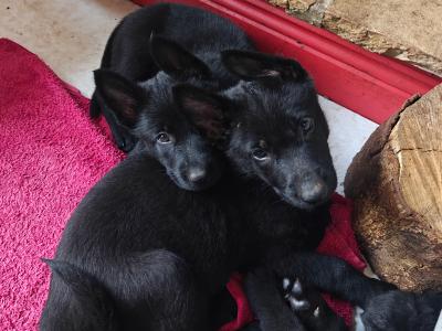 Black Short Coat IKC Registered German Shepherd puppies in Kerry
