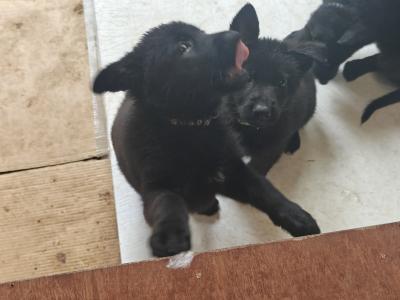 Black Short Coat IKC Registered German Shepherd puppies in Kerry