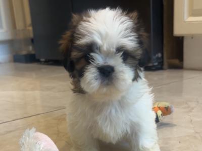 Gorgeous male Shih Tzu puppy in Cork