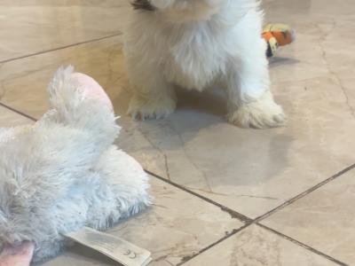 Gorgeous male Shih Tzu puppy in Cork