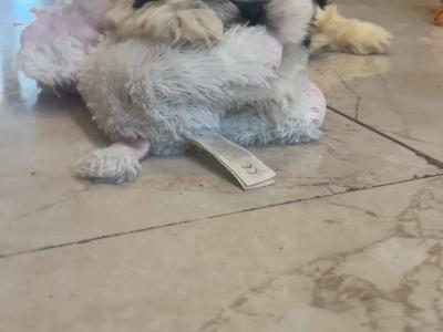 Gorgeous male Shih Tzu puppy in Cork