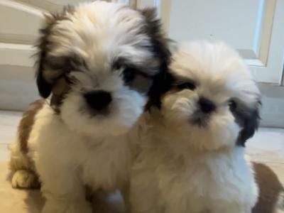 Gorgeous male Shih Tzu puppy in Cork