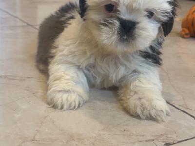 Gorgeous male Shih Tzu puppy in Cork