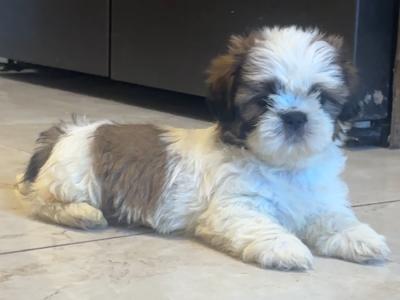 Gorgeous male Shih Tzu puppy in Cork