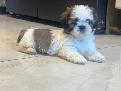 Gorgeous male Shih Tzu puppy in Cork