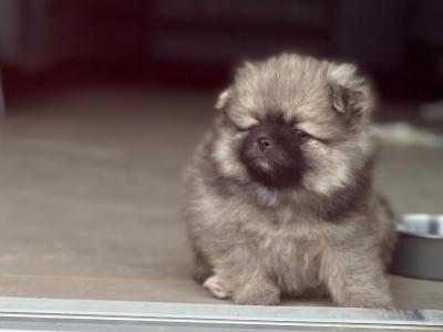 Beautiful Pomeranian puppies in Monaghan