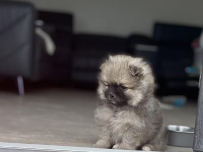 Beautiful Pomeranian puppies in Monaghan