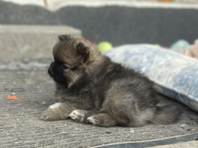 Beautiful Pomeranian puppies in Monaghan