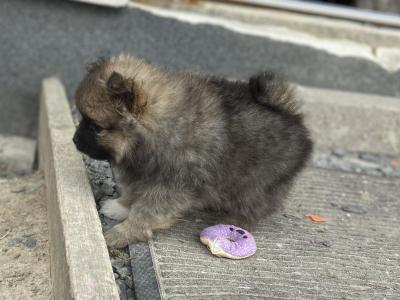 Beautiful Pomeranian puppies in Monaghan
