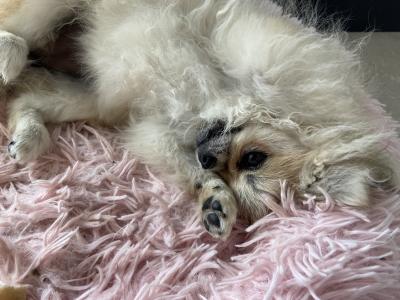 Beautiful Pomeranian puppies in Monaghan