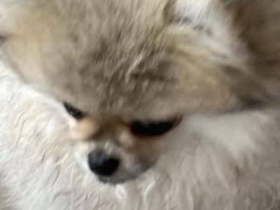 Beautiful Pomeranian puppies in Monaghan