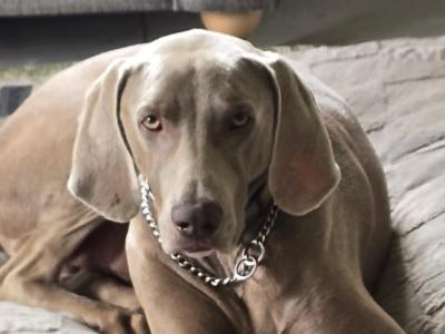 4½ year old male Weimaraner in Mayo