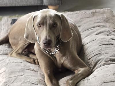 4yr old Weimaraner