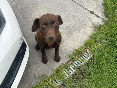 Chocolate Brown Labrador puppies in Louth